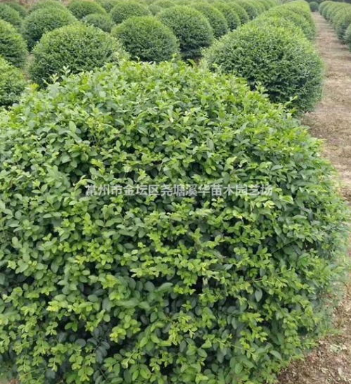 常州夏溪苗圃基地精品球類【結(jié)香球】【茶梅球】【無刺構(gòu)骨球】