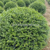 常州夏溪苗圃基地精品球類【結(jié)香球】【茶梅球】【無刺構(gòu)骨球】