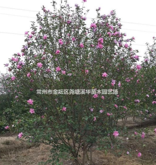 【紅花木槿】【叢生紫荊】江蘇常州產(chǎn)地種植，基地*新報價