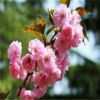 張鵬櫻花