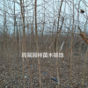 供應(yīng)五角楓