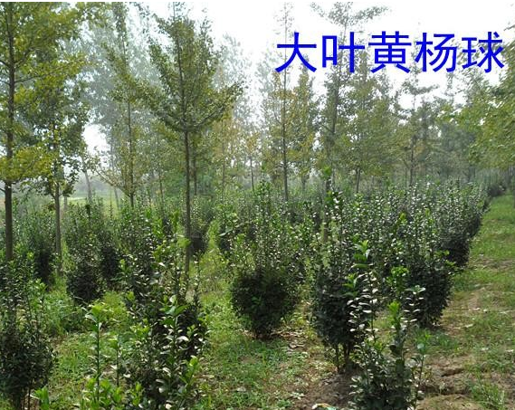 大葉黃楊、金冠小葉女貞、金葉女貞價格批發 新沂三紅花木合作社