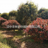 供應(yīng)低分枝紅葉石楠價(jià)格 陜西漢中豐林彩葉園林