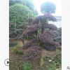 批發(fā)造型紅繼木樁景，現(xiàn)貨供應(yīng)庭院公園別墅造型紅繼木