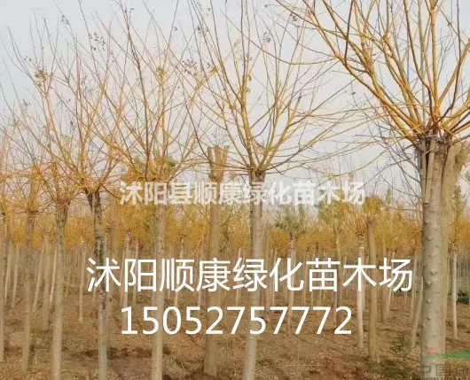 黃金槐圖片，黃金槐價格