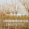 黃金槐圖片，黃金槐價格
