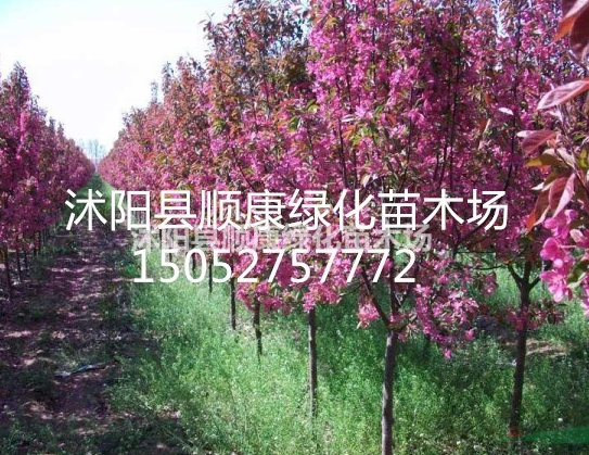 北美海棠價格報價