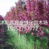 北美海棠價格報價