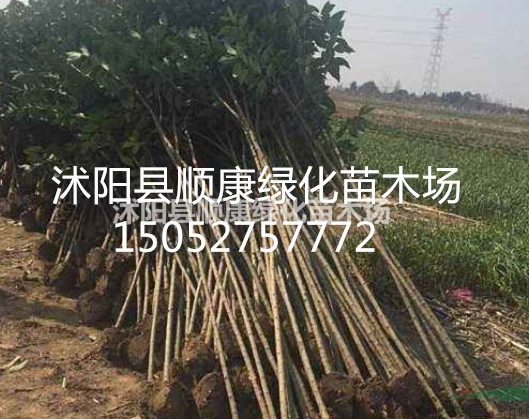 2019年大葉女貞價格