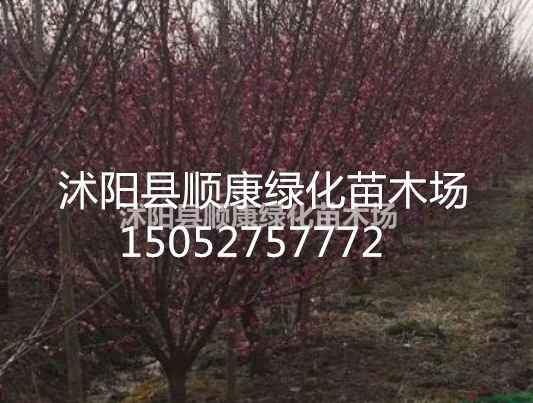紅梅價格報價