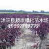 紅葉碧桃價格