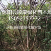 江蘇供應紫薇價格