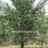 供應大量紅豆杉 品種保證 福建貨