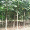 供應福建黃山欒樹 低價處理