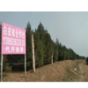 藍田西明白皮松
