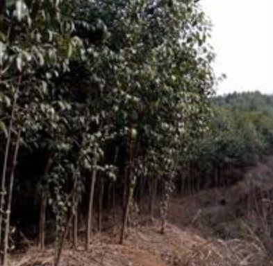 河南女貞規(guī)格齊全,女貞價格優(yōu)惠