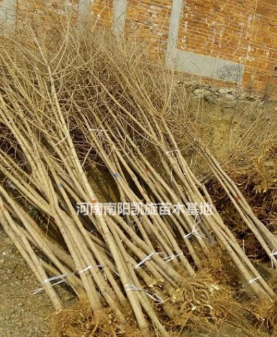河南五角楓種植基地,五角楓規(guī)格齊全