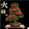 苗圃直銷火棘苗火棘樹盆栽火棘球火棘盆景紅果金玉滿堂當年結果