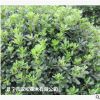 低價供應綠化苗木海桐球花木農戶自家花場直銷寵物及園藝園林