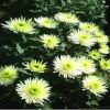 銷售菊花基地