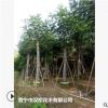 低價供應綠化苗木藍洋楹花木農戶自家花場直銷寵物及園藝園林