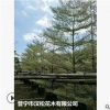 低價供應綠化苗木錦葉欖仁花木農戶自家花場直銷寵物及園藝園林