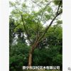 低價供應綠化苗木印度紫檀花木農戶自家花場直銷寵物及園藝園林
