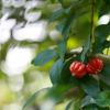 大量低價供應綠化苗木紅果仔紅果仔自家苗場種植銷售寵物及園藝園林