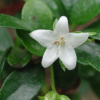 供應綠籬球形綠化苗木福建茶農戶自家花場種植直銷寵物及園藝林
