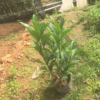 低價供應綠化苗木非洲茉莉花木農戶自家花場直銷寵物及園藝園林