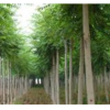 河南河南青桐*新報(bào)價(jià)/河南青桐圖片