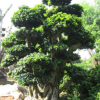 大量低價供應綠化苗木小葉榕造型自家苗場種植銷售寵物及園藝園林
