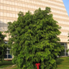 低價供應綠化苗木柳葉榕花木農戶自家花場直銷寵物及園藝園林