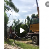 低價供應綠化苗木黃花梨花木農戶自家花場直銷寵物及園藝園林