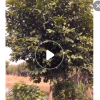 低價大量供應(yīng)綠化苗木五味子農(nóng)戶自家花場直銷寵物及園藝園林