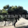 直銷 盆栽造型油松樹苗 大小規格油松樹苗 景觀綠化油松樹苗