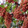 全國(guó)熱賣(mài)花椒苗 優(yōu)質(zhì)大紅袍花椒苗 保證成活率九葉青花椒苗 價(jià)低
