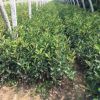 紅葉石楠苗批發(fā) 40-80厘米精品石楠杯苗 易成活 現(xiàn)挖現(xiàn)賣(mài)