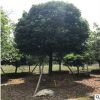 桂花樹苗 金桂桂花苗盆栽植物 花椒嫁接樹苗批發(fā) 園林植物嫁接苗