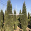北京檜價(jià)格- 沭陽創(chuàng)景 北京檜價(jià)格、批發(fā)報(bào)價(jià)、價(jià)格大全
