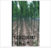 國槐