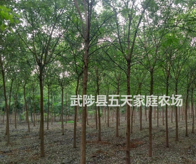 國槐，河北國槐，國槐，國槐價格