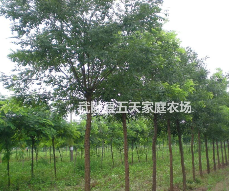 國槐、河南國槐