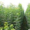 白蠟樹苗3-5年多規格供應 批量出售價格低綠化工程白蠟樹