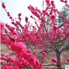 基地批發紅梅樹苗 園林庭院綠化紅梅苗 優質梅花樹苗盆景量大優惠