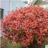 基地直銷紅葉石楠球 工程綠化苗 紅葉石楠小苗 規格齊全量大優惠