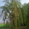 青皮垂柳柳樹價格