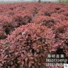 基地直銷精品紅葉石楠球 紅葉石楠冠幅150 各種規格
