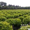 基地批發金葉女貞球 成活率高 精品球 球形好 公園樓盤綠化