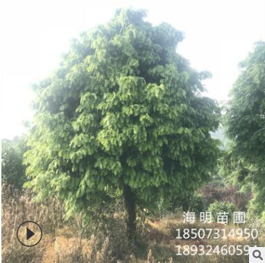 基地批發(fā)紅豆杉樹 紫杉 成活率高 名貴樹 樹形舒展